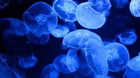 Blue Jellyfish Wallpaper 4K, Aquarium, Underwater, Glowing