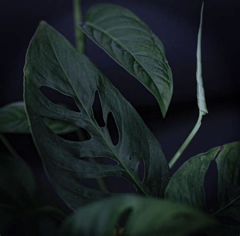 Something about dark plant photos... : r/plants