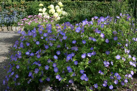 Geranium ROZANNE 'Gerwat' – Ballyrobert Gardens