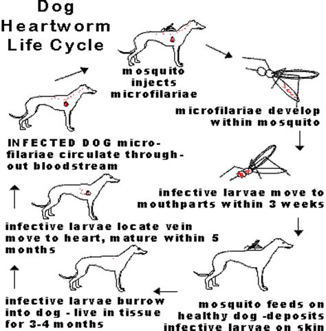 Do Dogs Survive Heartworm Treatment