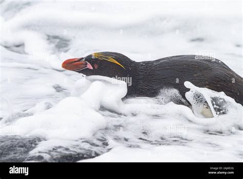 Macaroni Penguins coming in from the sea in the surf, South Georgia ...