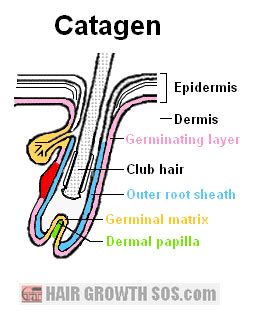 Hair Growth Cycle - All Phases of the Hair Cycle Fully Explained