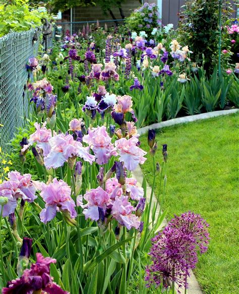 World of Irises: "Talking Irises" TALL BEARDED IRISES: COMPANION PLANTS for PINK, RED, and ...