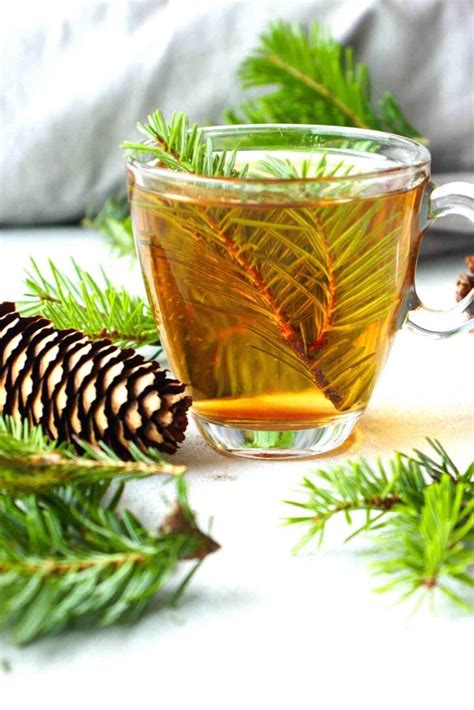 Spruce tip tea for vitamin C and wellness - SimplyBeyondHerbs