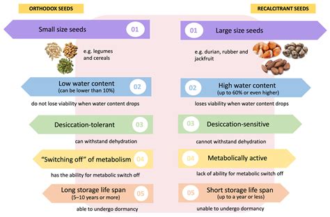 Agronomy | Free Full-Text | An Insight into the Behaviour of Recalcitrant Seeds by Understanding ...