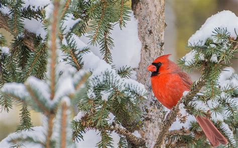 Red cardinal bird, branches, tree, snow, winter, cardinal in winter HD wallpaper | Pxfuel