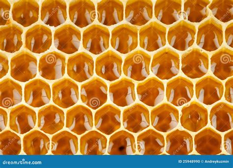 Bee Honey in Honeycomb Macro Stock Photo - Image of backdrop, healthy: 25948990