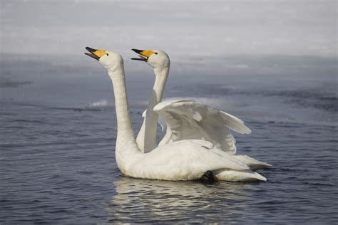 Japan | Japan, Swan, Waterfowl