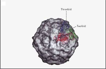 Human Parvovirus B-19