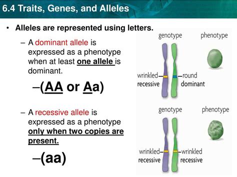 Unraveling the Mysteries of Human Genetic Traits: In-Depth Lab Answers Revealed