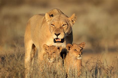 Brown Lioness and two cubs on green grass HD wallpaper | Wallpaper Flare