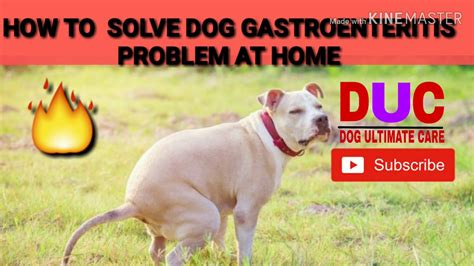 How To Solve Dog Gastroenteritis Problem at Home!! In Hindi !! Dog Ultimate Care - YouTube