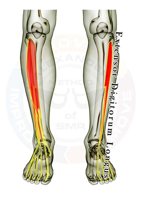 Extensor Digitorum Longus – Alexander Method of SMR — SMRtips