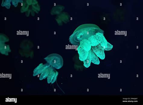 Group of green fluorescent jellyfish swimming underwater aquarium pool. The Lychnorhiza lucerna ...