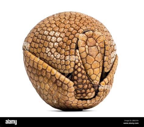 Brazilian three-banded armadillo rolled up, Tolypeutes tricinctus - 4 years old Stock Photo - Alamy