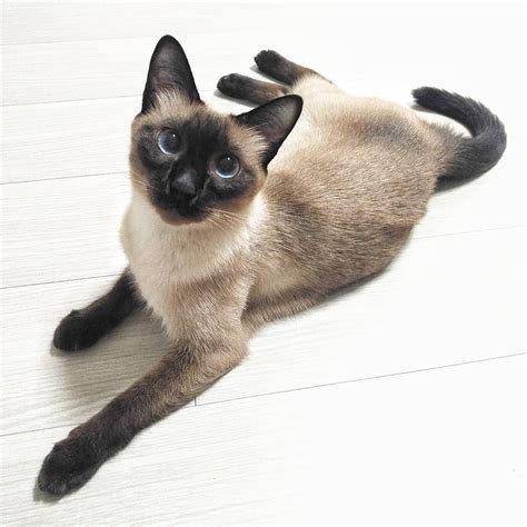 7 Fascinating Facts About Siamese Cats