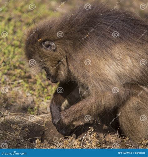 Gelada Monkey Female Royalty-Free Stock Photography | CartoonDealer.com ...