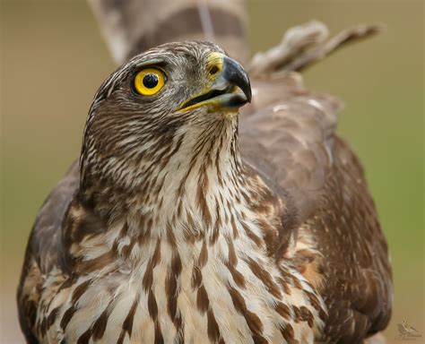 Northern Goshawk ♀ (on Explore). | This Northern Goshawk fem… | Flickr