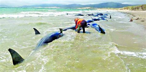 Whale stranding in New Zealand leaves 145 dead | The Asian Age Online ...