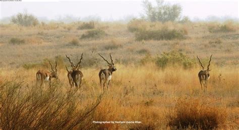 Punjab Wildlife and Parks Department - Home | Facebook