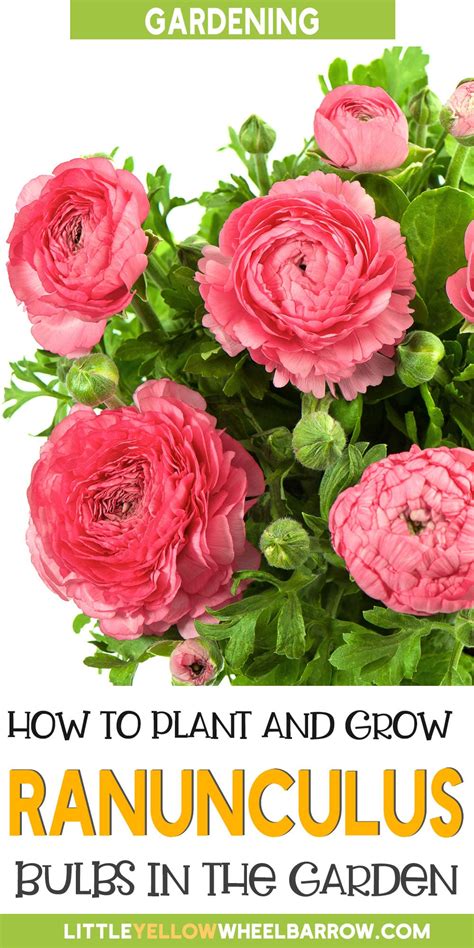 How to Plant Ranunculus Bulbs - Planting, Growing, and Storing