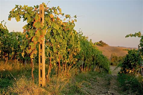 Tuscany Grapes Wine - Free photo on Pixabay - Pixabay