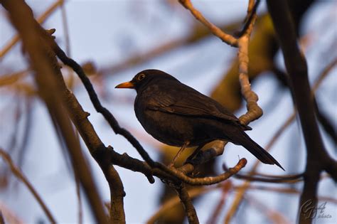 Male Blackbird : CDA Photo