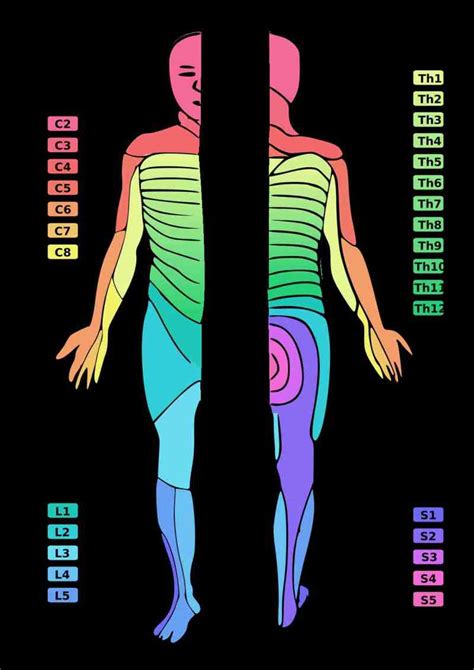 Neuroanatomy, Sensory Nerves - StatPearls - NCBI Bookshelf