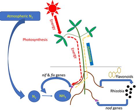 Effectiveness of nitrogen fixation in rhizobia - Lindström - 2020 ...