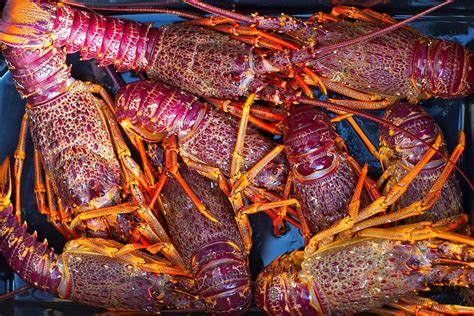 Find the delicious Red Lobster or Crayfish in the Bay of Islands