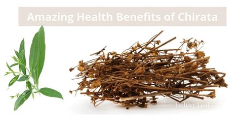 15+ Amazing Health Benefits of Chirata, Uses, and Side Effects - Helthy Leaf