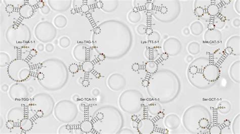 Could RNA folding play a role in the origin of life? | Penn State University