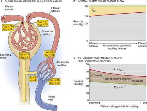 Renal Blood Flow - Glomerular Filtration and Renal Blood Flow - The ...