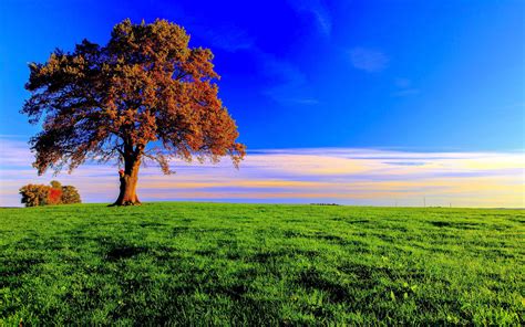 Download Green Field Fall Nature Tree HD Wallpaper