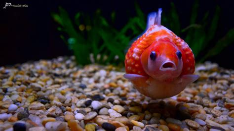 Pearlscale goldfish | Chetumz | Flickr