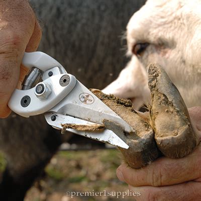 Hoof Care—Treatment and Prevention - Premier1Supplies Sheep Guide