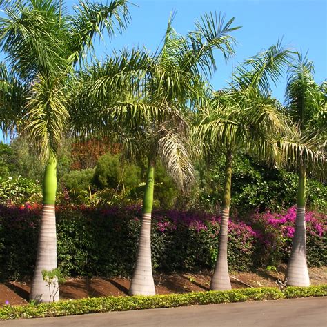 Royal Bottle Palm (Roystonea regia) Online - Nursery Nisarga