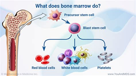 What does bone marrow do? Bone marrow is the tissue in your bones that ...