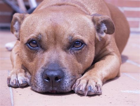 7 reasons why Staffies are great dogs to own