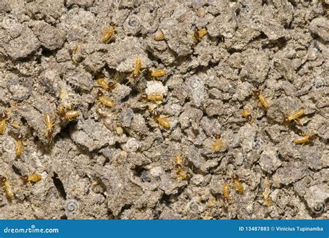 Termites Colony stock image. Image of nature, detail - 13487883