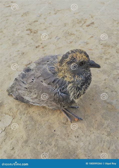 Baby Pigeon Nest In Load Panel Box Royalty-Free Stock Image | CartoonDealer.com #93035848