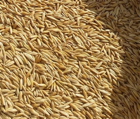 Green Fodder Oats Berseem Etc, Grade: Feed Grade, Packaging Type ...