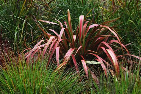 The Best Ornamental Grasses for Fall Color