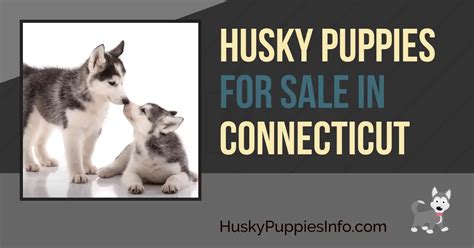 Siberian Husky Puppies For Sale and Breeders In Connecticut (CT)