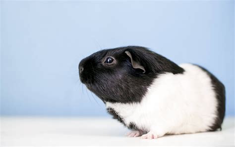 White White Crested Guinea Pig