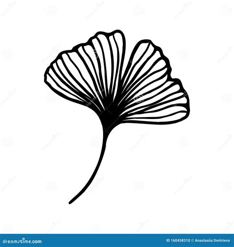 Ginkgo Biloba Leaf Hand Drawn Contour Line. Vector Herbal Icon in a Trendy Minimalist Style ...