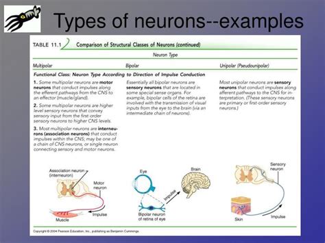 PPT - Neurons PowerPoint Presentation - ID:852344