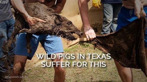 Wild Pigs in Texas Suffer for This - YouTube