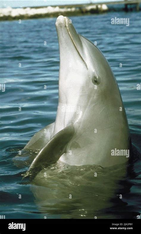 DOLPHIN, THE NEW ADVENTURES OF FLIPPER, 1995 Stock Photo - Alamy