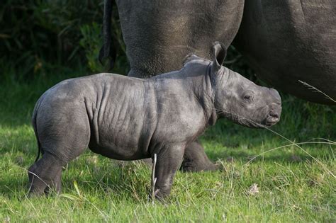 Javan Rhinoceros Facts | Javan rhinoceros, Rhino species, Critically endangered species